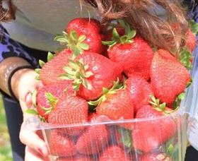 Mia Cucina Walking Food Tours - Accommodation Mermaid Beach 5