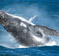 Sydney Whale Watching - Accommodation Mermaid Beach