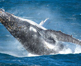 Sydney Whale Watching - Accommodation Mermaid Beach 0