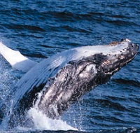 Sydney Eco Whale Watching - Accommodation Mermaid Beach