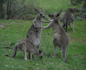 Sydney Private Guided Tours - Accommodation Mermaid Beach 3