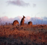 Dingo Tours - Accommodation Mermaid Beach