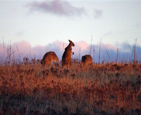 Dingo Tours - Accommodation Mermaid Beach 0