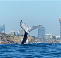 Oz Whale Watching - Accommodation Mermaid Beach