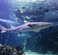 SEA LIFE Sydney Aquarium - Accommodation Mermaid Beach