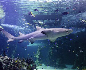 SEA LIFE Sydney Aquarium - Accommodation Mermaid Beach 0