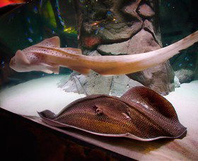 SEA LIFE Sydney Aquarium - Accommodation Mermaid Beach 4