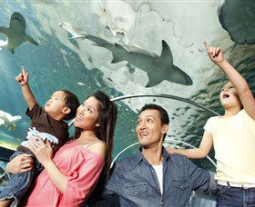 SEA LIFE Sydney Aquarium - Accommodation Mermaid Beach 7