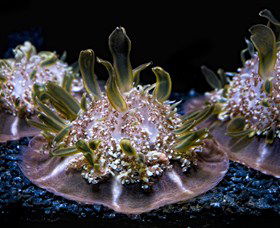 SEA LIFE Sydney Aquarium - Accommodation Mermaid Beach 8