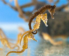 SEA LIFE Sydney Aquarium - Accommodation Mermaid Beach 6
