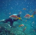 Imagine Cruises - Accommodation Mermaid Beach
