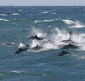 Tamboi Queen Cruises - Accommodation Mermaid Beach