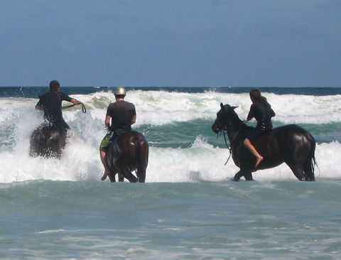 Pegasus Park Equestrian Centre - Accommodation Mermaid Beach 0