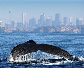 Bass & Flinders Cruises - Accommodation Mermaid Beach 1