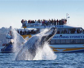 Bass & Flinders Cruises - Accommodation Mermaid Beach 0