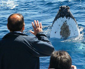 Bass & Flinders Cruises - Accommodation Mermaid Beach 3