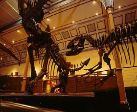 Australian Museum - Accommodation Mermaid Beach 1
