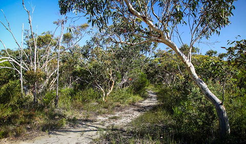 Aboriginal Heritage Walk - Accommodation Mermaid Beach 2
