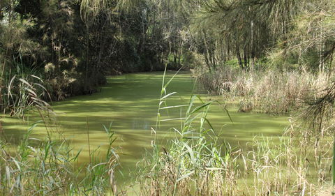 Second Ponds Creek Walk - Accommodation Mermaid Beach 0