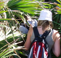 Palm Jungle loop track - Accommodation Mermaid Beach