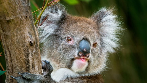 Brisbane Water National Park - Accommodation Mermaid Beach 2