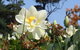Mt Penang Gardens - thumb 2