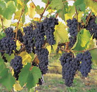 Hills Short Wine and Food Trail - Accommodation Mermaid Beach