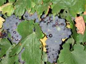 Grancari - Accommodation Mermaid Beach 2