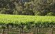 Top Note Vineyard - thumb 2