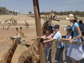 Monarto Open Range Zoo - Accommodation Mermaid Beach 0