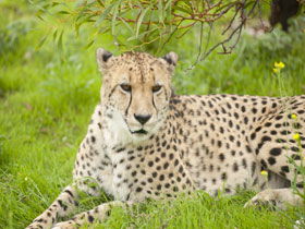 Monarto Open Range Zoo - Accommodation Mermaid Beach 3