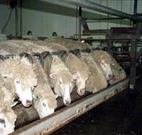 Island Pure Sheep Dairy And Cheese Factory - Accommodation Mermaid Beach