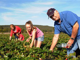 Mount Compass And District Produce And Tourist Trail - Accommodation Mermaid Beach 1