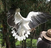 Raptor Domain - Accommodation Mermaid Beach