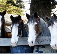 Victor Harbor Horse Drawn Tramway - Accommodation Mermaid Beach