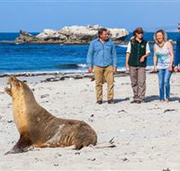 Seal Bay Conservation Park - Accommodation Mermaid Beach
