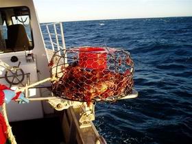 Lacepede Seafood - Accommodation Mermaid Beach 1