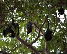 Manngarre Rainforest Walk - Accommodation Mermaid Beach 0
