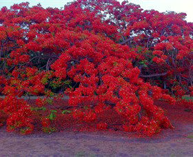 George Brown Darwin Botanic Gardens - Accommodation Mermaid Beach 1