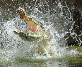 Crocodylus Park - Accommodation Mermaid Beach 5