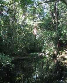 Wabunga Wayemba (Charmillan Creek Walking Track) - Accommodation Mermaid Beach 0