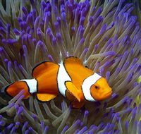 Reef HQ Aquarium - Accommodation Mermaid Beach