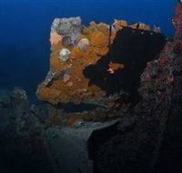 Lady Bowen Dive Site - Accommodation Mermaid Beach