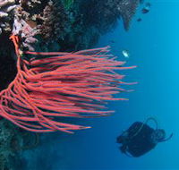 Eddy Reef Dive Site - Accommodation Mermaid Beach