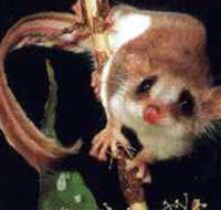 Carrowong Fauna Sanctuary - Accommodation Mermaid Beach