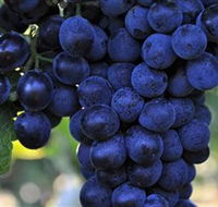 De Bortoli Wines Bilbul - Accommodation Mermaid Beach