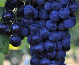 De Bortoli Wines Bilbul - Accommodation Mermaid Beach 0