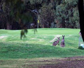 Deniliquin Golf Club - Accommodation Mermaid Beach 2