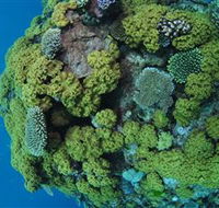 Keeper Reef Dive Site - Accommodation Mermaid Beach
