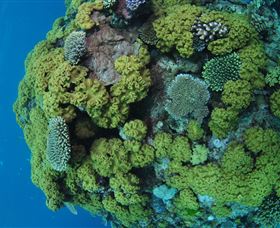 Keeper Reef Dive Site - Accommodation Mermaid Beach 0